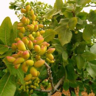 Фісташка Амелия (саджанці)