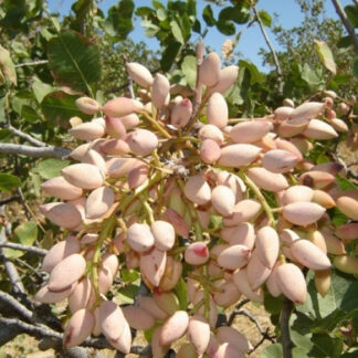 Фісташка Морозостійка (саджанці)