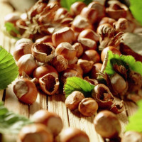 Фундук (ліщина)