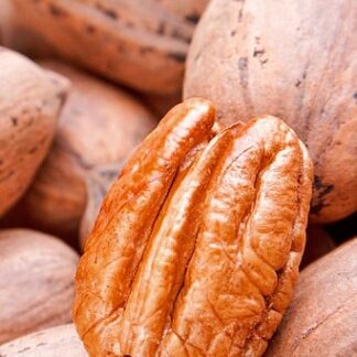 Горіх Пекан Канза (однорічний) / сіянець