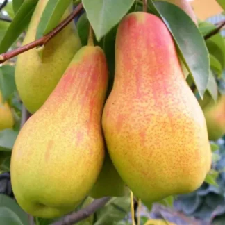 Груша Абат Феттель (саджанець, дворічний)