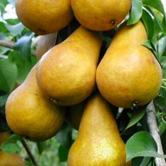 Груша Бере Боск (саджанець, дворічний)