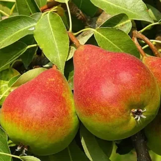 Груша Бере Жіффар (саджанець, однорічний)