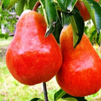 Груша Долорес (саджанець, дворічний)