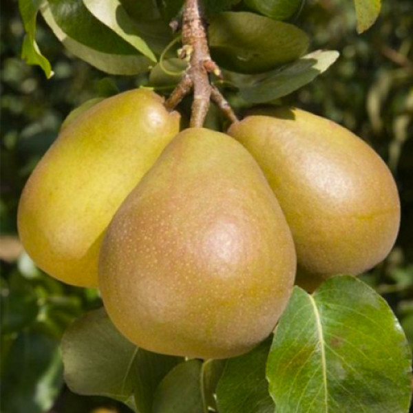 Груша Геллерт (саджанець, дворічний)