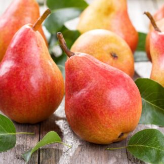 Груша Говерла (саджанець, однорічний)