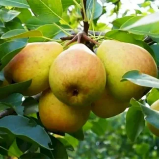 Груша Іллінка (саджанець, однорічний)