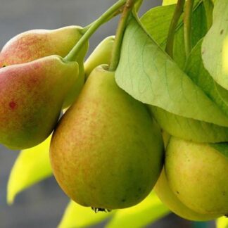 Груша Ізольда (саджанець, дворічний)