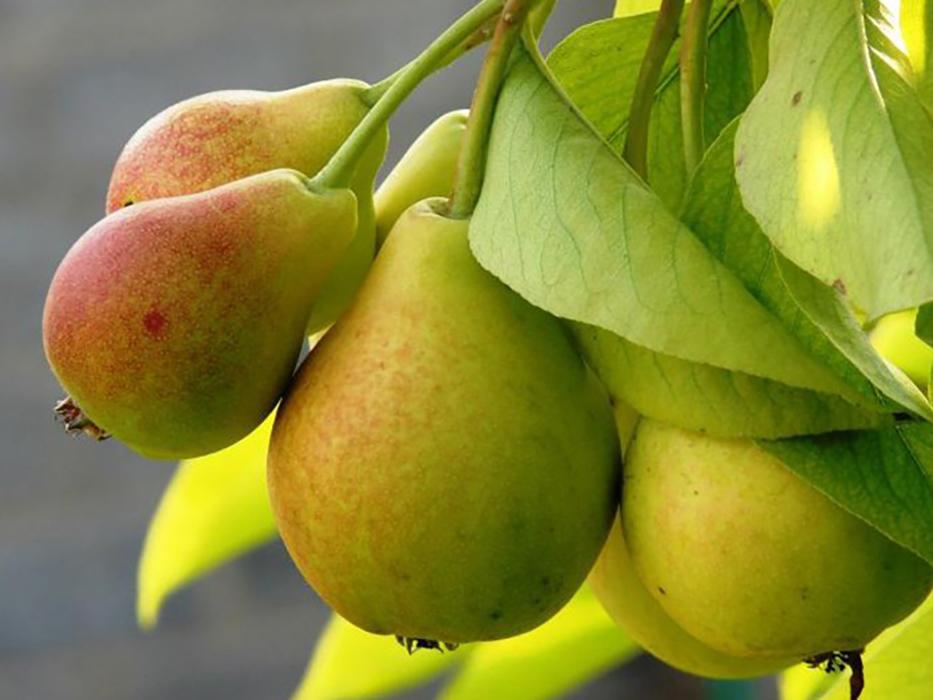 Груша Ізольда (саджанець, дворічний)