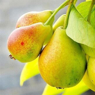 Груша Кандидатка (саджанець, дворічний)