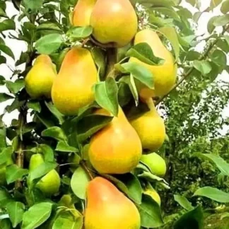 Груша колоновидна Ізумруд