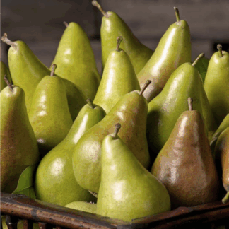 Груша Конкорд (саджанець, дворічний)