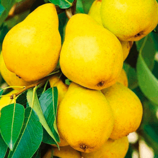 Груша Лимонка (саджанець, дворічний)