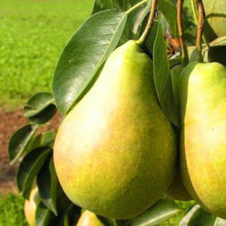 Груша Вижниця (саджанець, дворічний)