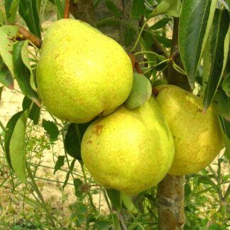 Груша Золотоворітська (саджанець, дворічний)