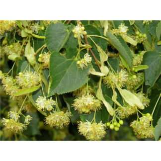 Липа Звичайна (Набір 10штк. 50 см)