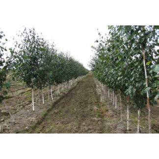 Береза Звичайна (Набір 5штк .0,5 м.)