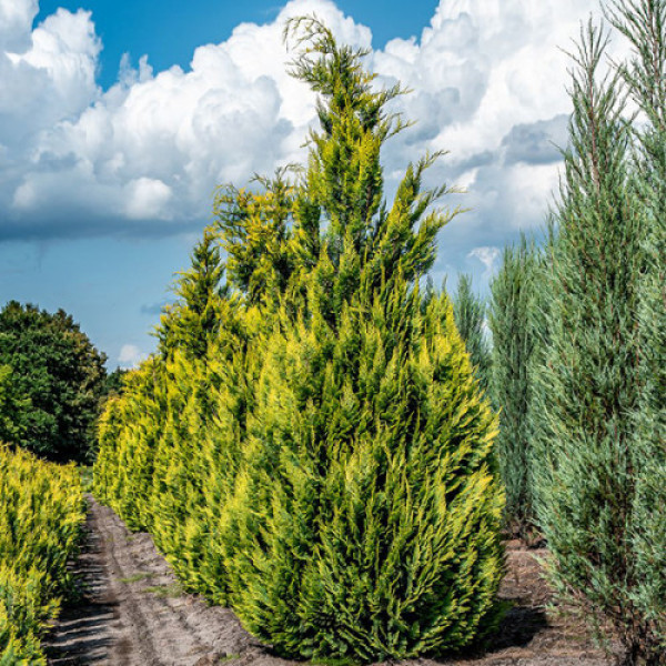 Кіпарисовик Алюміголд (Alumigold) / ЗКС