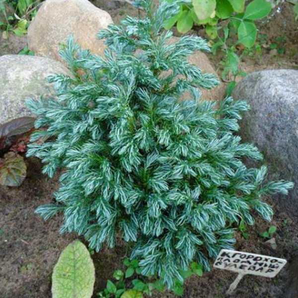 Кипарисовик горохоплідний Болевард (Boulevard) / ЗКС