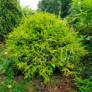 Кіпарисовик горохоплідний Філіфера Нана (Filifera Nana) / ЗКС