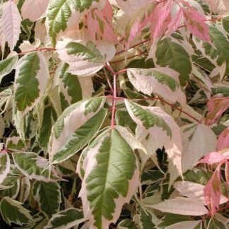 Клен Фламінго на штамбі