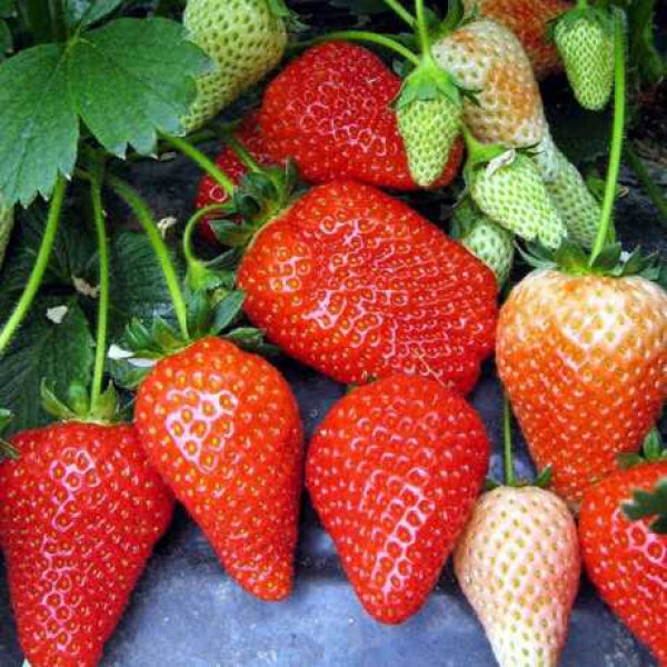 Полуниця Альба (касетна розсада)