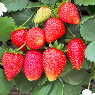 Полуниця Алегро (касетна розсада)