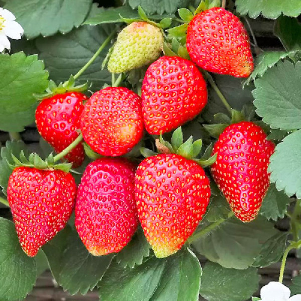 Полуниця Алегро (касетна розсада)