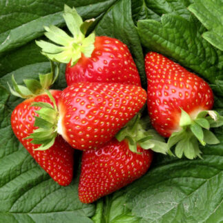 Полуниця Амі (касетна розсада)