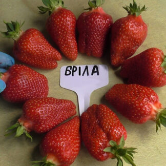 Полуниця Брілла (касетна розсада)