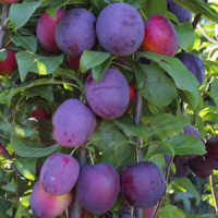 Колоновидні саджанці сливи