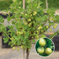 Агрус на штамбі