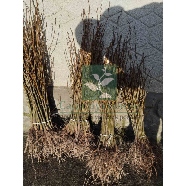 Липа Звичайна (Набір 5штк. 50 см) - Зображення 2