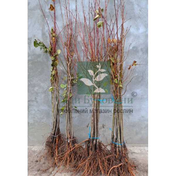 Липа Звичайна (набір 10 шт, 80 см) - Зображення 2