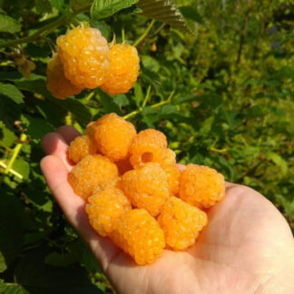 Жовта малина Голден Квін