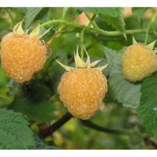 Жовта малина Вигорова ананасна (саджанці, дворічні)