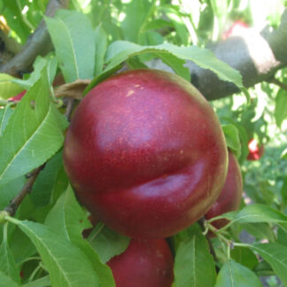 Нектарин Зефір (саджанець, дворічний)