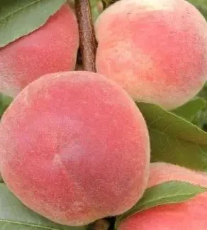 Персик Демерджинський (саджанець, дворічний)