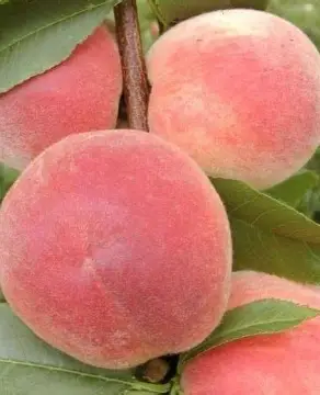 Персик Демерджинський (саджанець, однорічний)