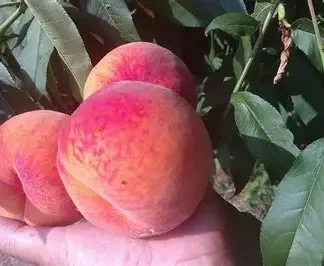 Персик Вайн Голд Т3 (саджанець, однорічний)
