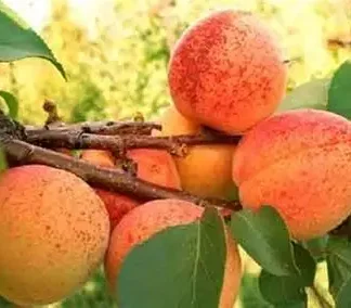 Абрикос Монастирський (саджанець, дворічний)