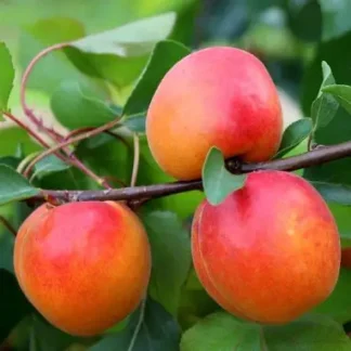 Абрикос Меджик Кот (саджанець, дворічний)