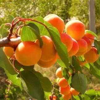 Абрикос Луїза Бланк (саджанець, дворічний)