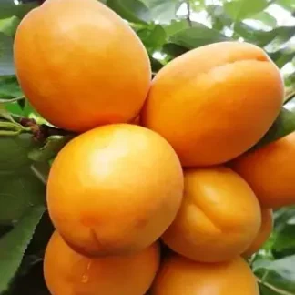 Абрикос Лескоре (саджанець, дворічний)