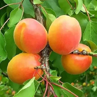 Абрикос Крупноплідний Дуки (саджанець, дворічний)