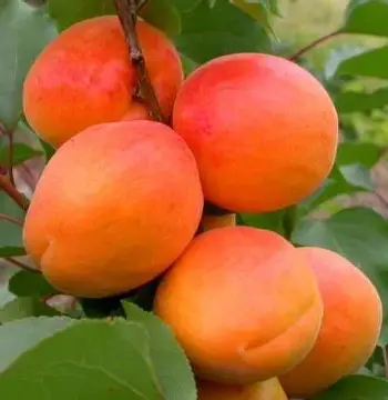 Абрикос Кіото (саджанець, однорічний)