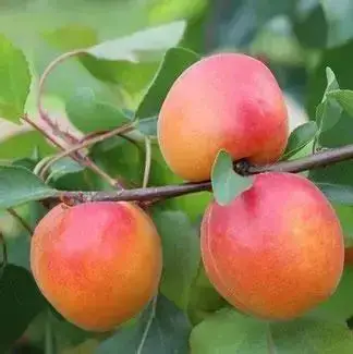 Абрикос Ерлі Блаш (саджанець, дворічний)