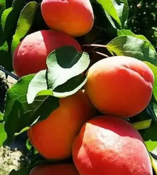 Абрикос Джумбо Кот (саджанець, дворічний)