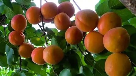 Абрикос Бержерон (саджанець, одорічний)