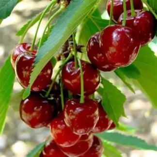 Вишня Любительська (саджанець, дворічний)